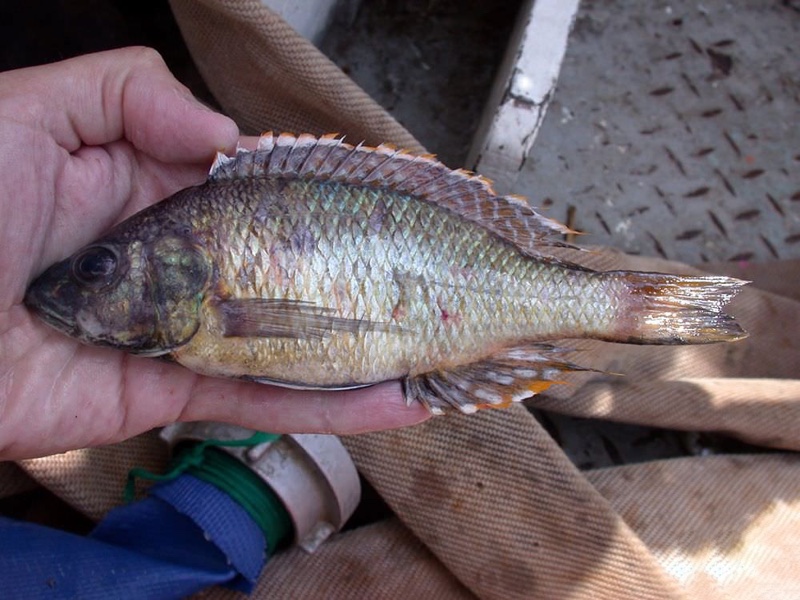 Sciaenochromis sp. 'torpedo head' South East Arm